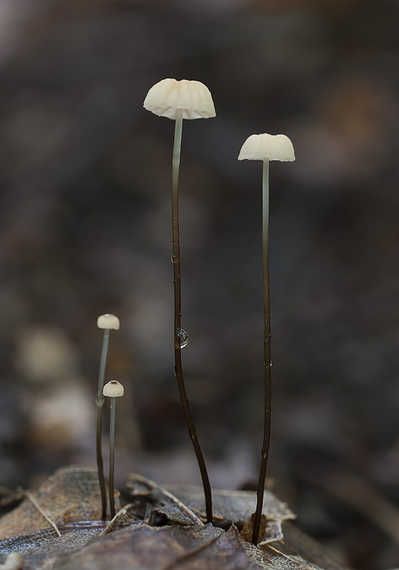 Marasmius bulliardii